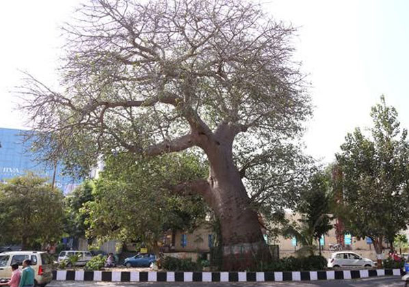  Baobab Tree